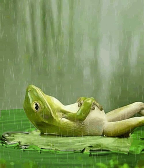 rana bajo la lluvia