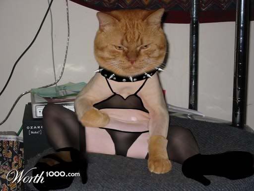 wtf cat kitty underwear bra panties