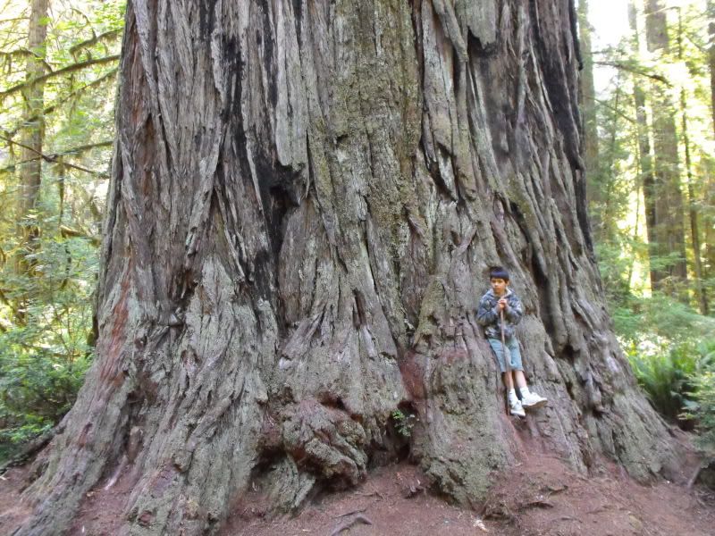 RedwoodsTrip09109.jpg