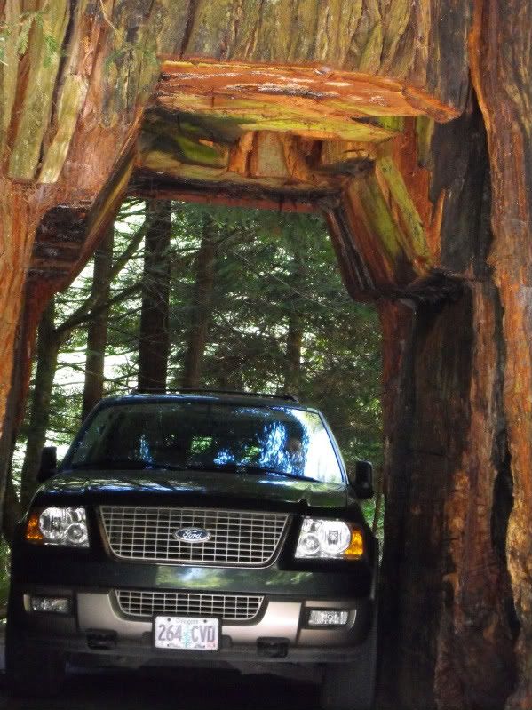 RedwoodsTrip09165-1.jpg