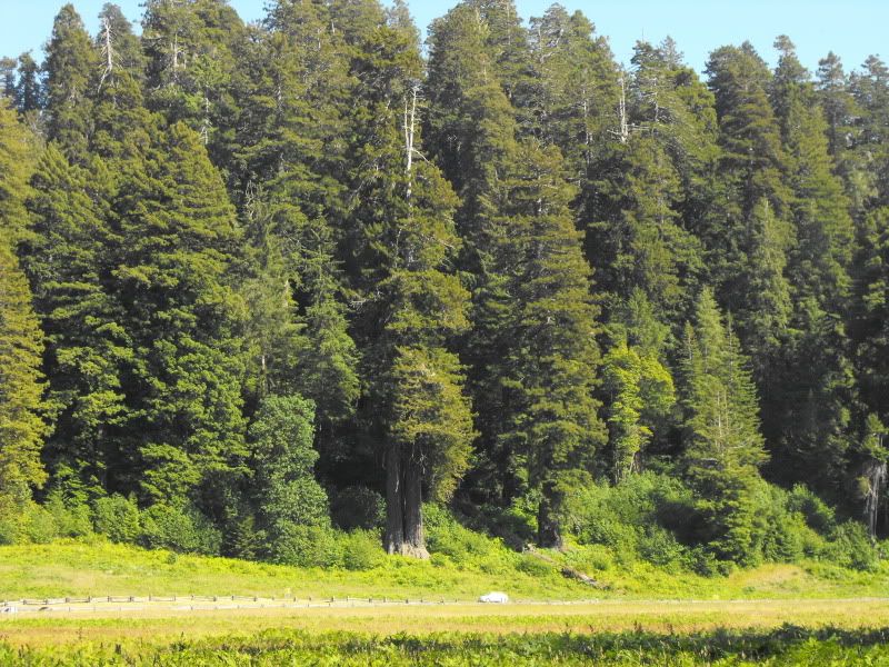RedwoodsTrip09169.jpg