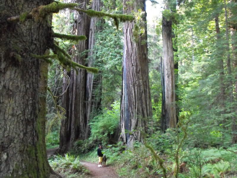 RedwoodsTrip09180.jpg
