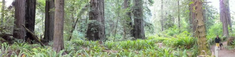 RedwoodsTrip09193.jpg