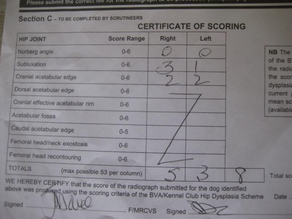 What does this mean? (Hip score) Labradors Forums