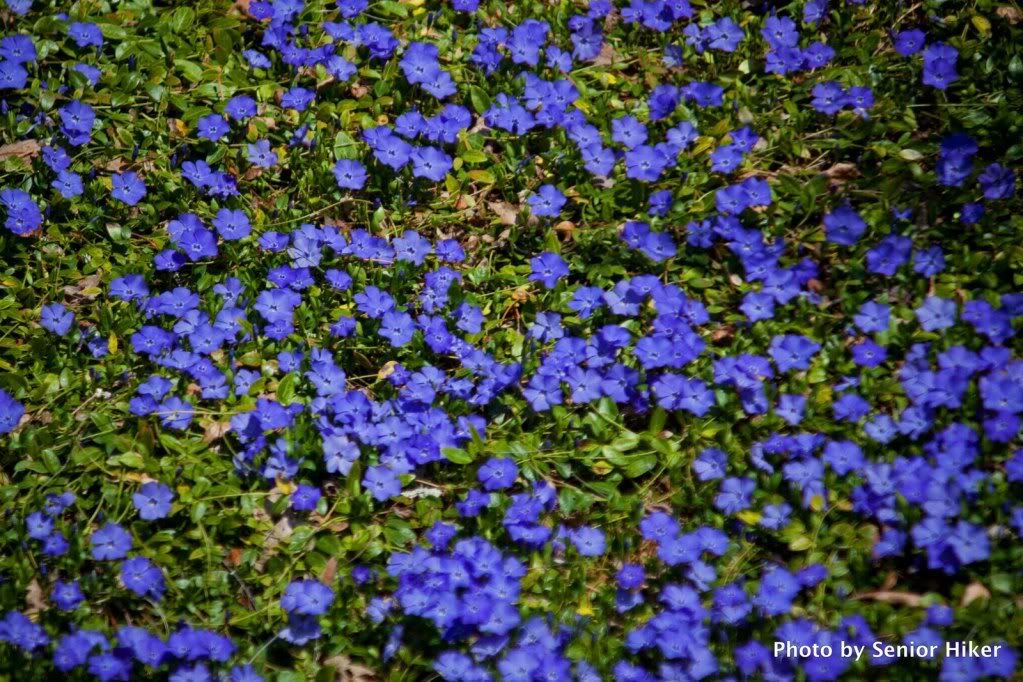 Periwinkle Color Flowers