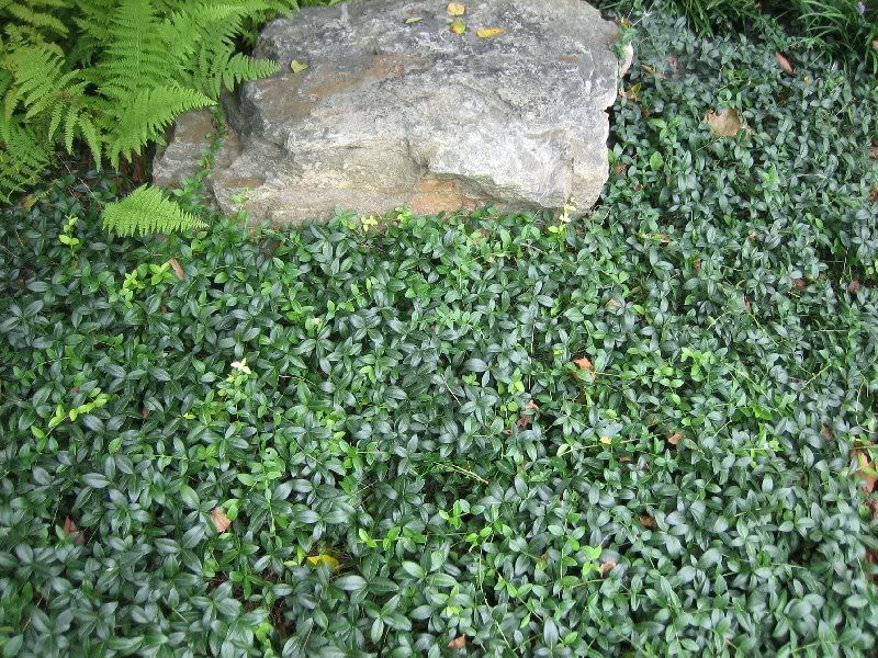Landscaping Ground Cover