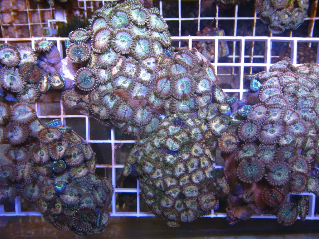 Picture007 3 - Hawaiian Ding Dangs Colonies frags and more! Great Deals!