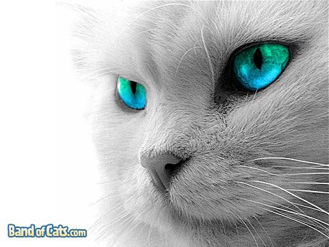 cat eyes wallpaper. kitty eyes Desktop Background