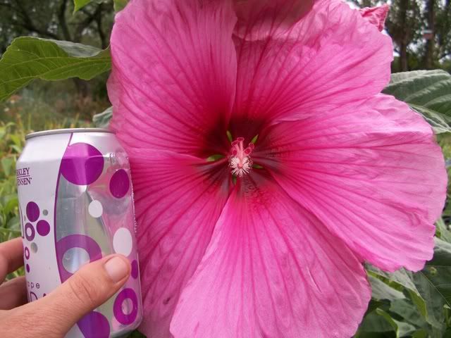 How do you transplant a rose mallow hardy hibiscus?