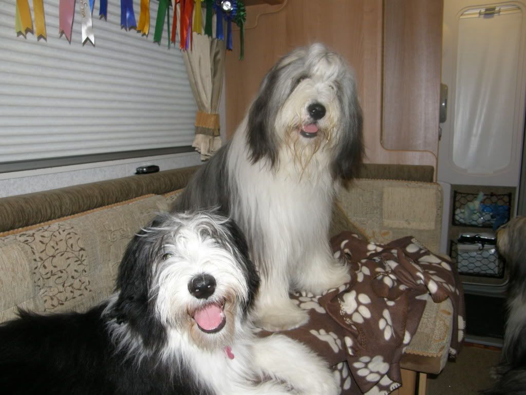 midshires bearded collie club