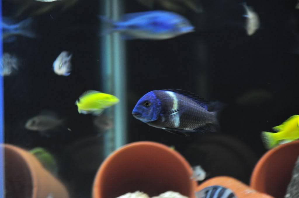 Yellow+tanganyika+cichlids