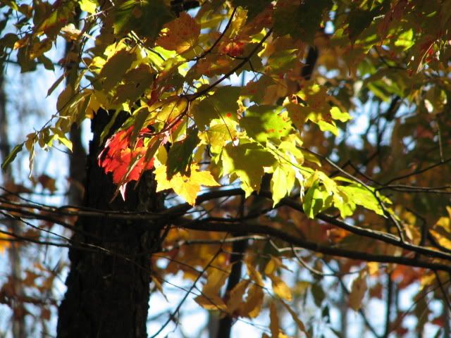 Fall2010126.jpg